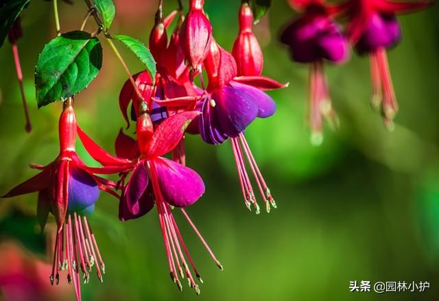 什么花是一年四季都开的花