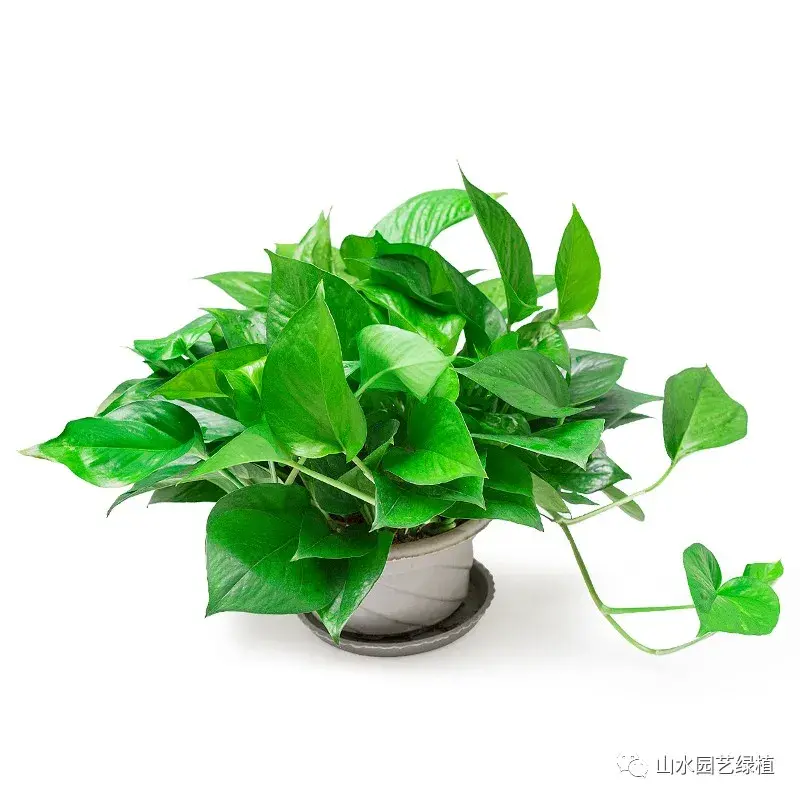 绿萝花语象征与寓意(养绿萝的好处)