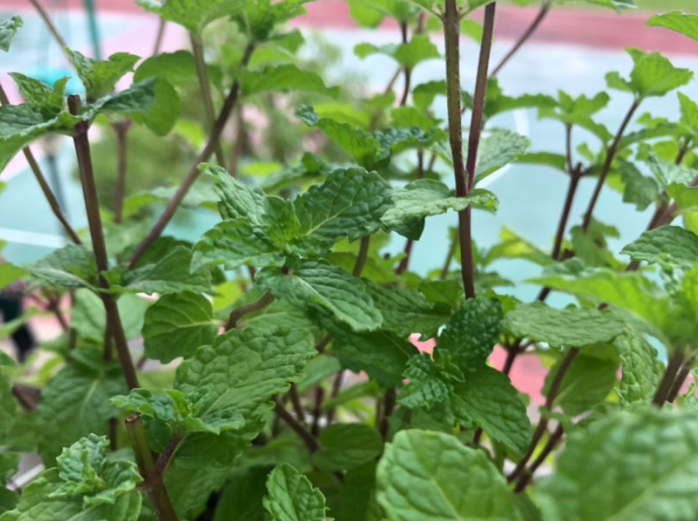 什么植物驱蚊效果好(驱蚊最好的植物排名)