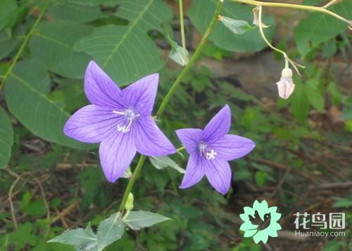 桔梗花的花语和象征(室内最好养的花)