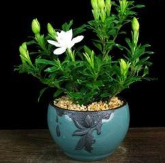 栀子花小苗几年能开花结果(关于栀子花的种植方法)