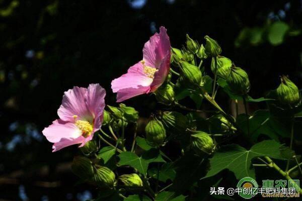 芙蓉花开花季节是几月(了解芙蓉花的养殖方法)