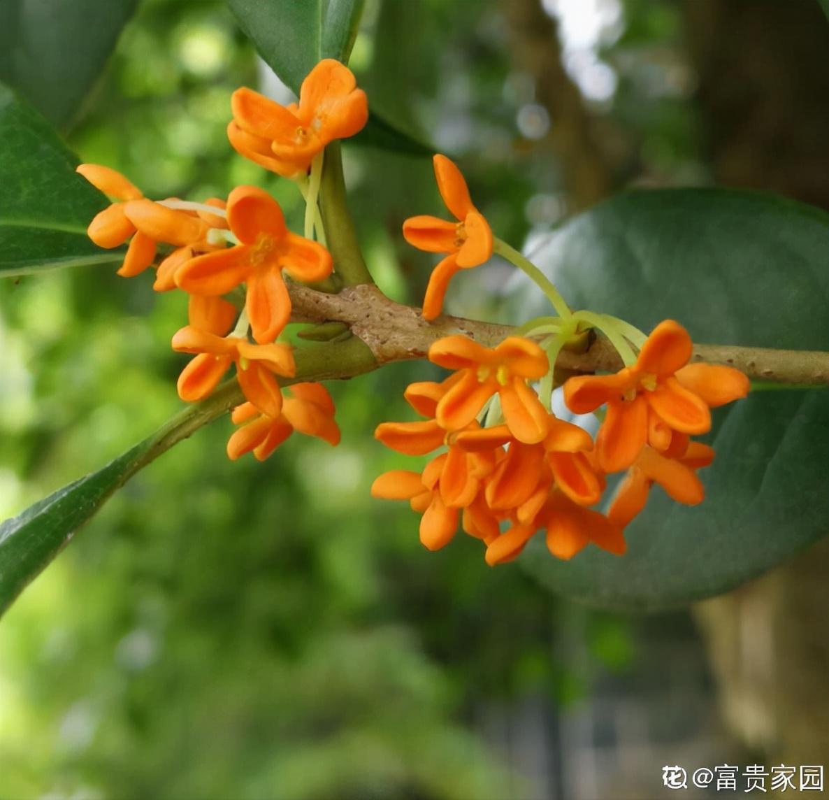 秋天开什么花常见(盘点秋天最美的六种花)