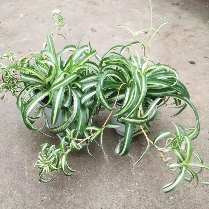 不需要阳光的室内植物有哪些(室内最好养的喜阴绿植推荐)