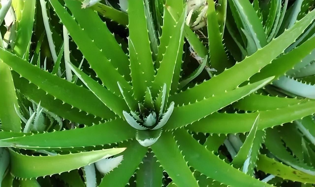 植物盆栽怎么养殖(适合家里养的盆栽植物)