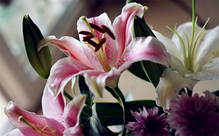 白百合花代表什么象征意义(详解送白百合花代表的含义)