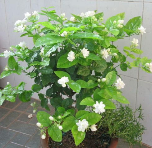 茉莉花如何繁殖方法