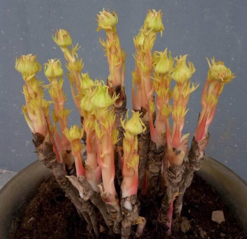 牡丹花怎么样才能长好