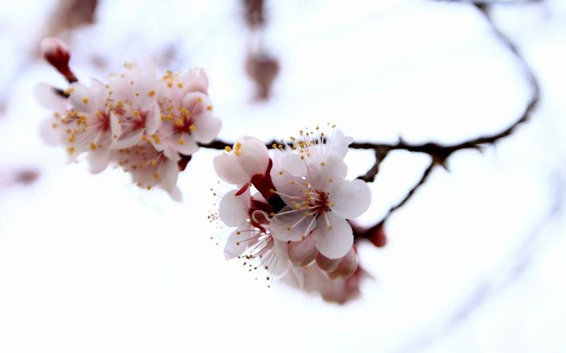 春天有什么花开放及名称(介绍春天最具代表性的花)