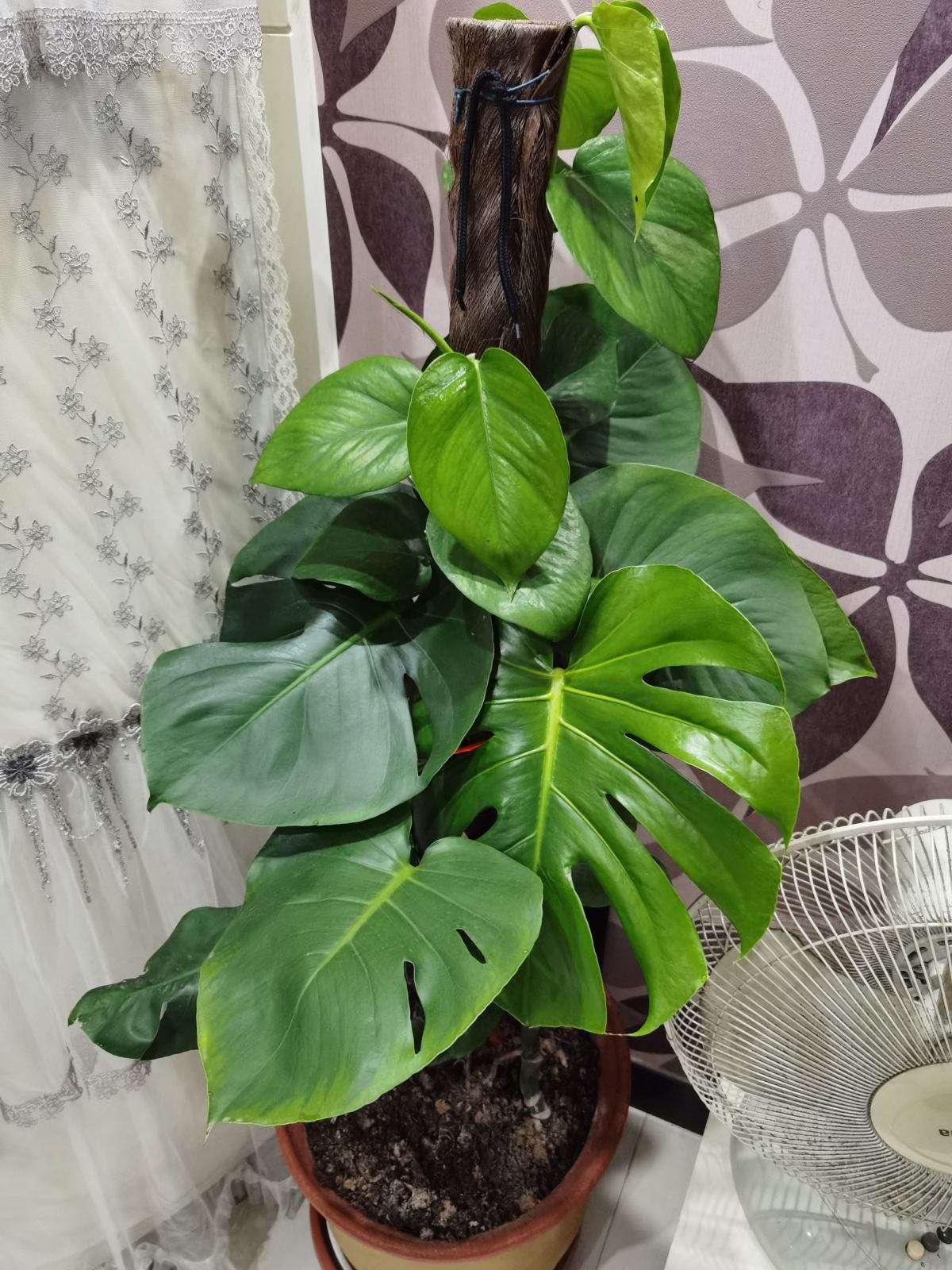 净化空气的室内植物排行榜(除甲醛的绿色植物推荐)