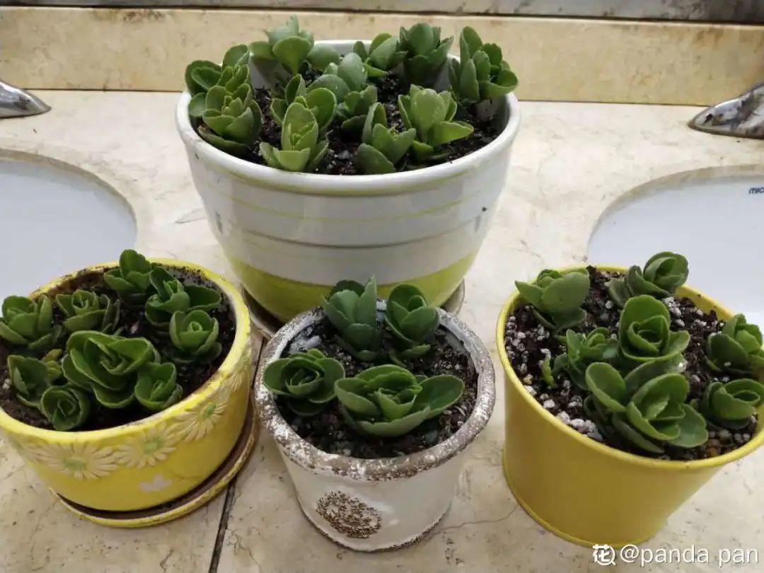 耐寒宿根花卉有哪些种类(能过冬的室外耐寒绿植)