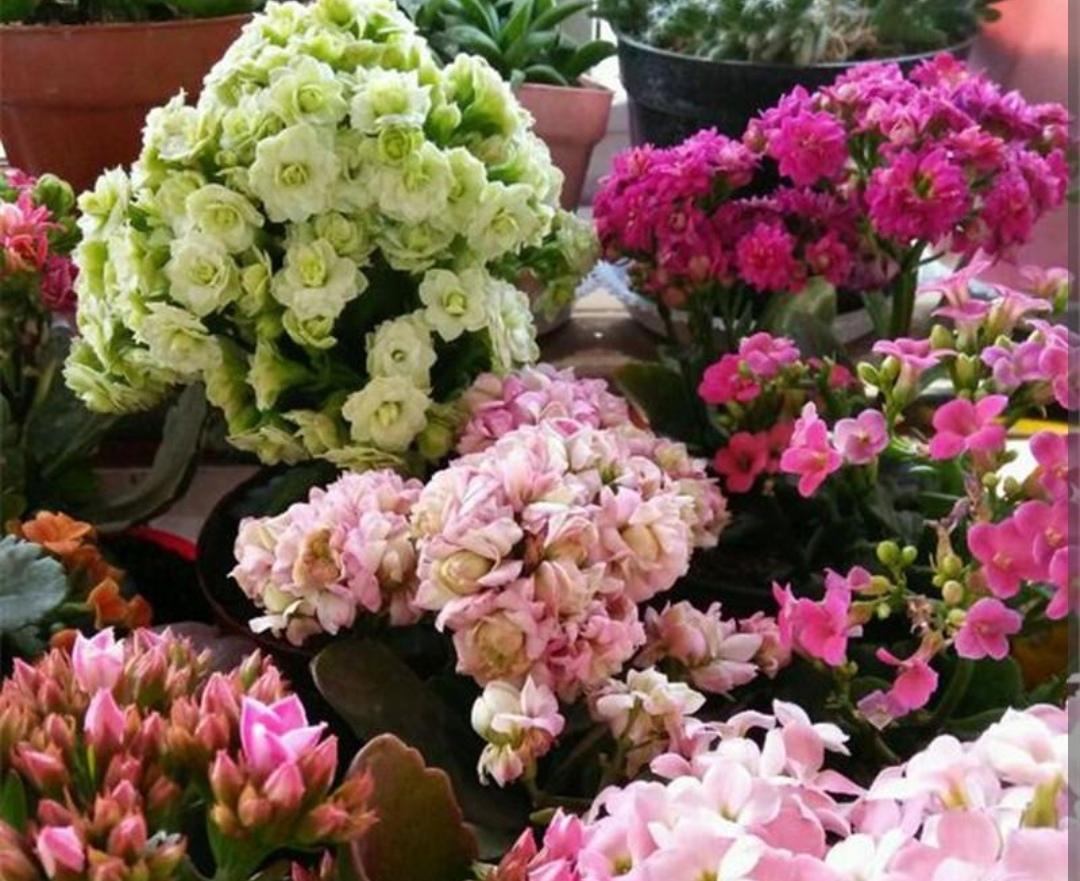 冬天开的花有哪些(适合冬天养的花和植物)