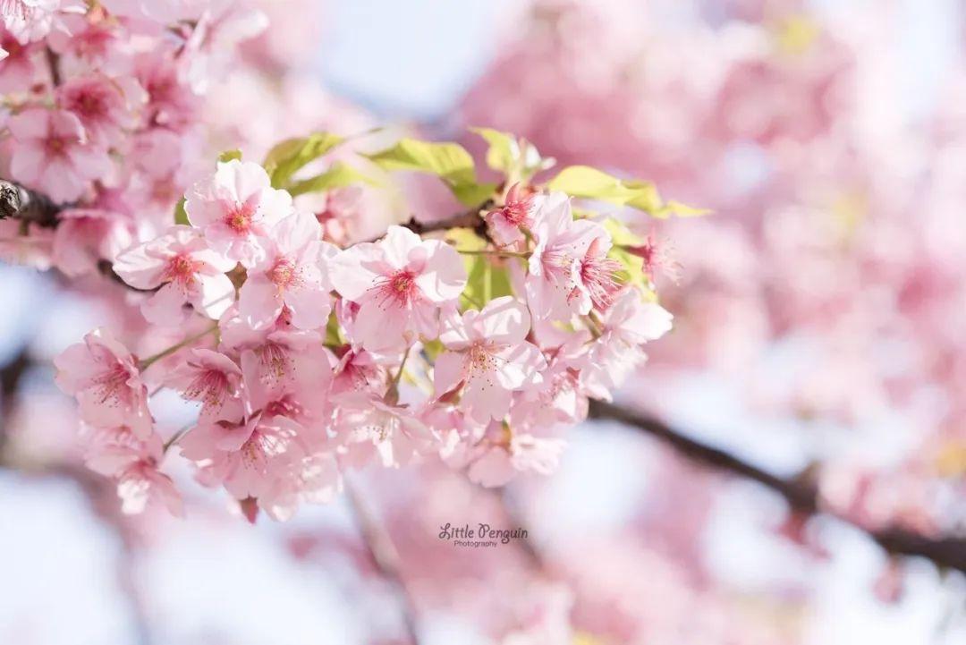 冬樱花几月开(各种樱花品种介绍)