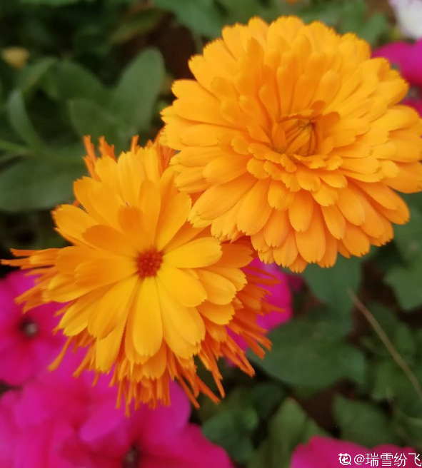 秋天开什么花常见(盘点秋天最美的六种花)