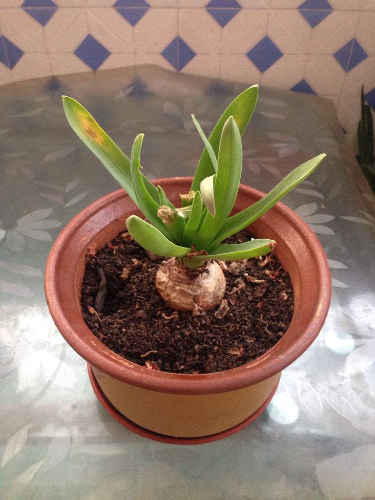 风信子开完花后怎么办