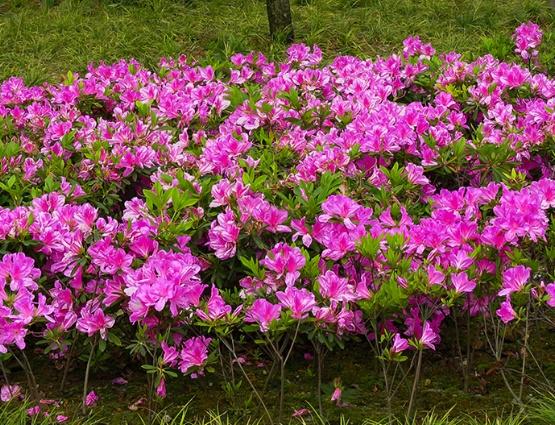 杜鹃花的特点是什么(详解杜鹃花的养殖方法)