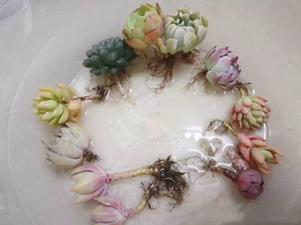 多肉度夏后如何恢复(夏天多肉的养殖方法和浇水)