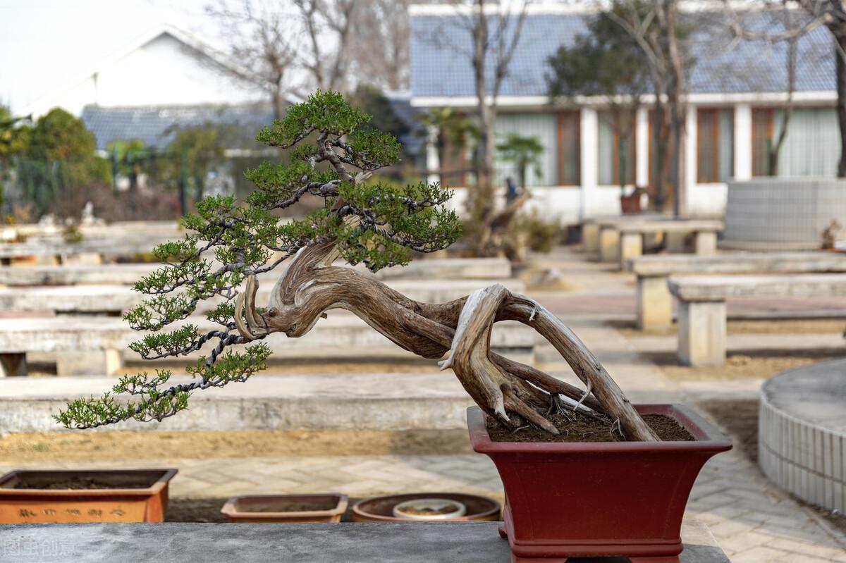 室内盆景树种大全(适合做盆景的植物)