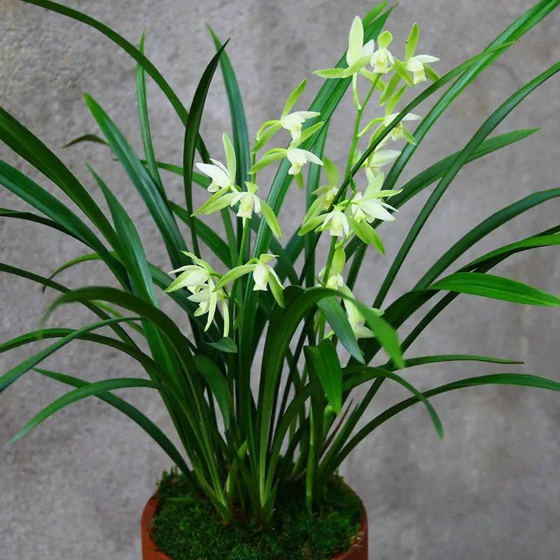 植物盆栽怎么养殖(适合家里养的盆栽植物)