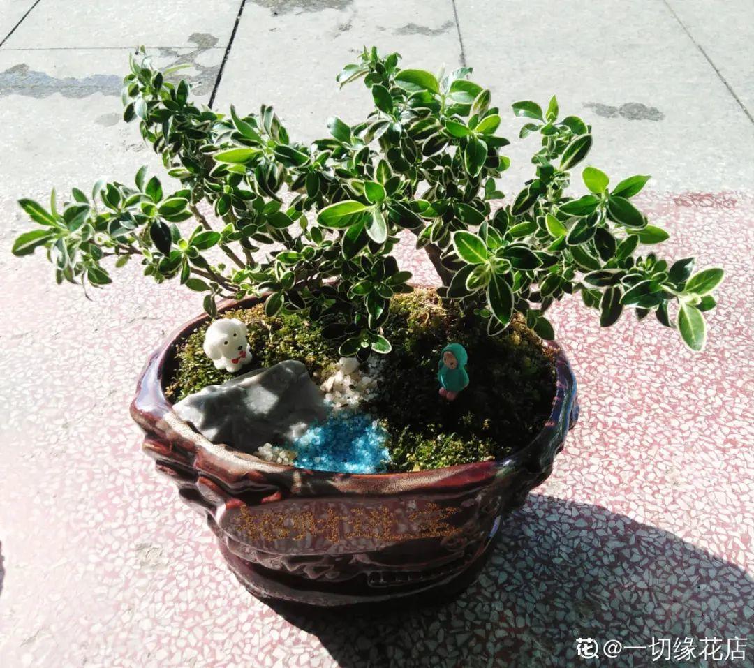 好看的室内植物盆景十大排名(分享易活的客厅绿植)