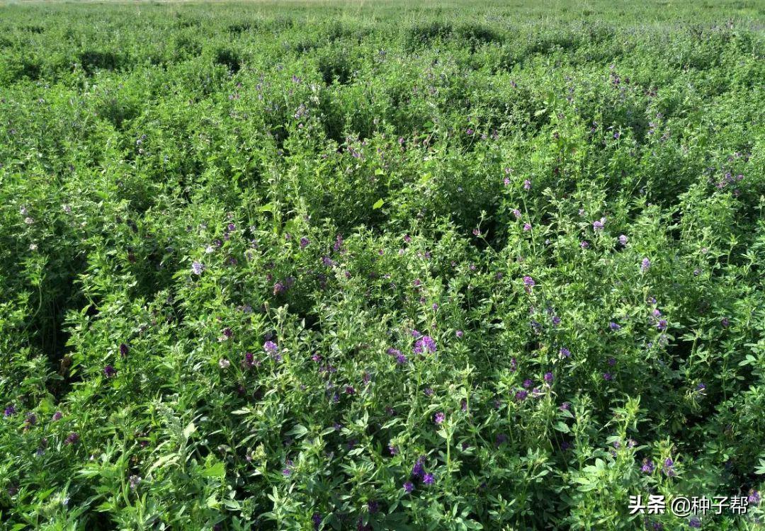 苜蓿种子泡多久种合适（紫花苜蓿种植方法）