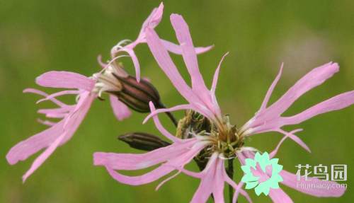 剪秋罗是什么(关于剪秋罗的颜色和形状)