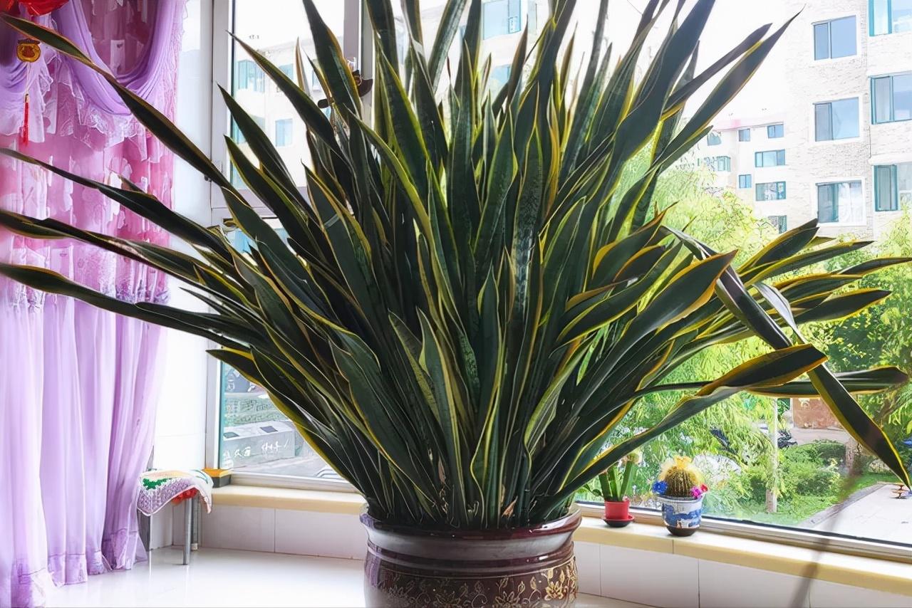 大型绿植有哪些(客厅最好养的大型绿植)
