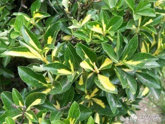 齿叶冬青生长环境(关于齿叶冬青别名)