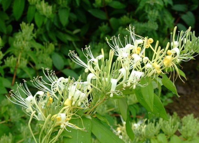 金银花如何种植方法和技巧