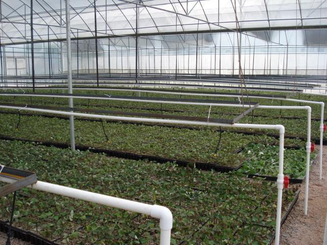 金银花如何种植方法和技巧