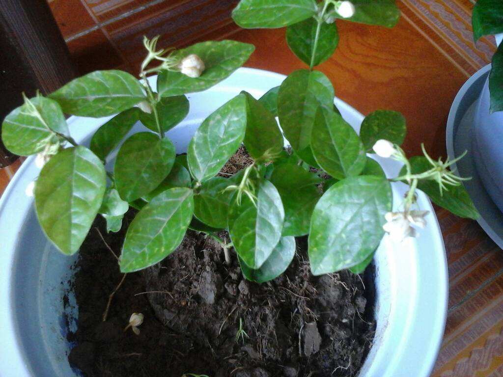 茉莉花时间开放(了解茉莉花的冷知识)