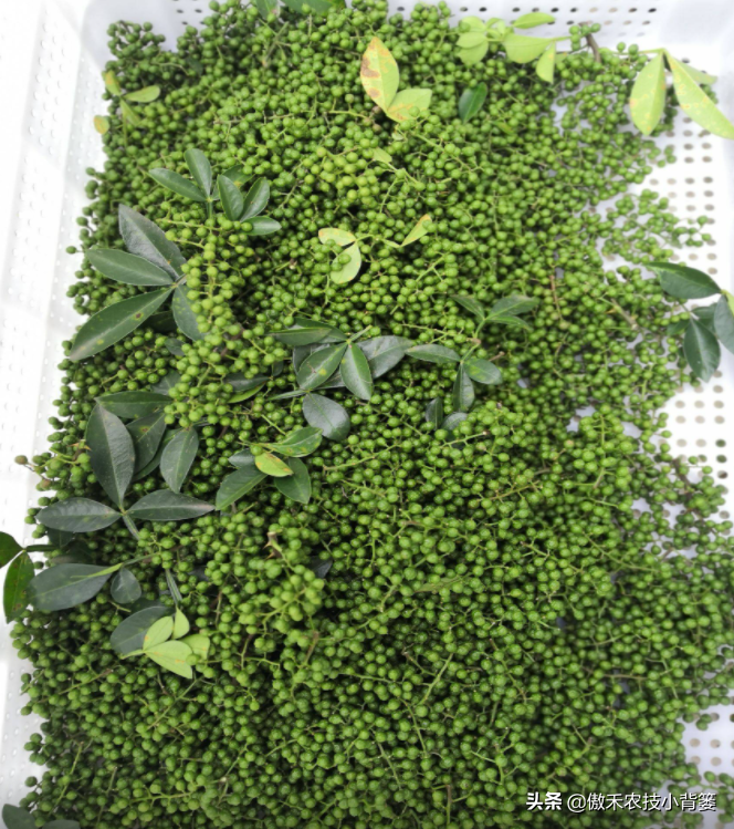 花椒树的种植方法(详解花椒种植技术)