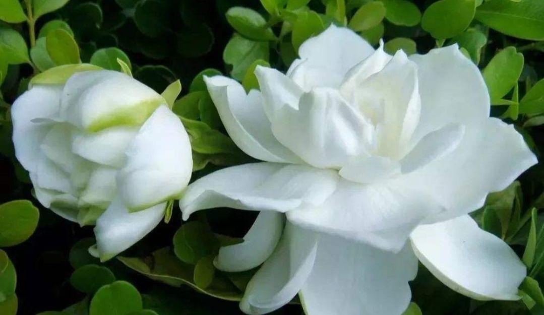 栀子花小苗几年能开花结果(关于栀子花的种植方法)