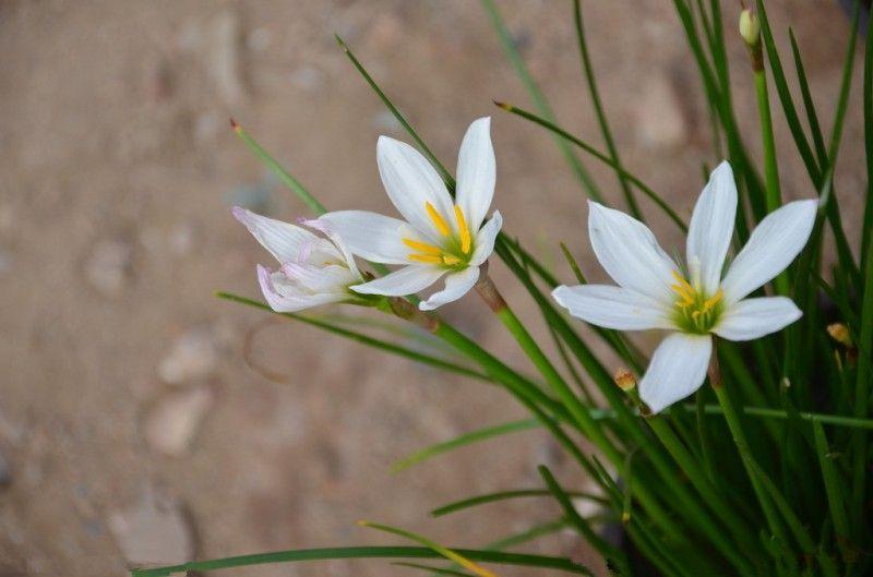 白花葱兰生长特性(关于葱兰颜色的花)