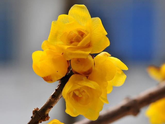 红色腊梅花怎么水养花期长