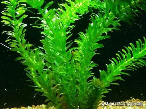 水蕴草怎么养（改善水质最强的水生植物）