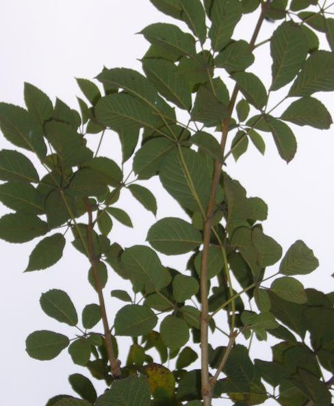 黄花风铃木花期多少天(路边绿化开黄花的树)