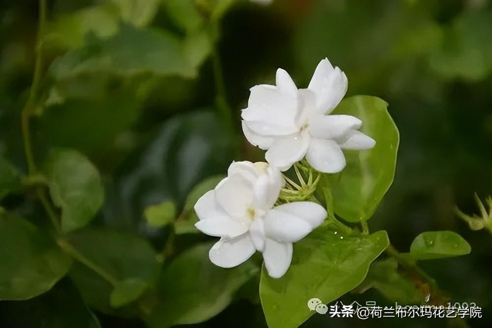 世界上最香的花排名最好