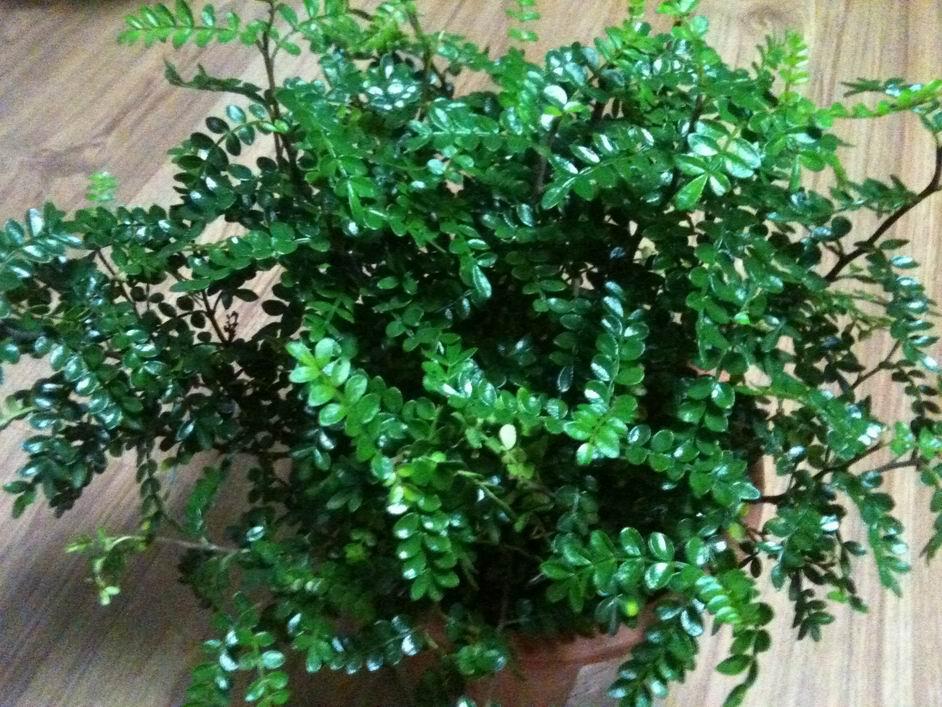 清香木怎么养及注意事项(详解清香木的养殖方法)