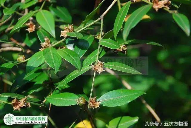 齿叶冬青生长环境(关于齿叶冬青别名)