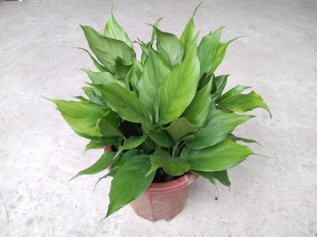 万年青植物怎么养殖(关于万年青最佳摆放位置)