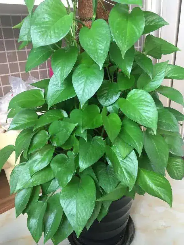 家里养什么花好养活(吸甲醛最快最有效的植物)
