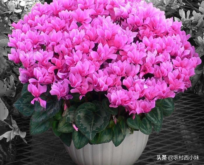 仙客来花籽怎么种植的