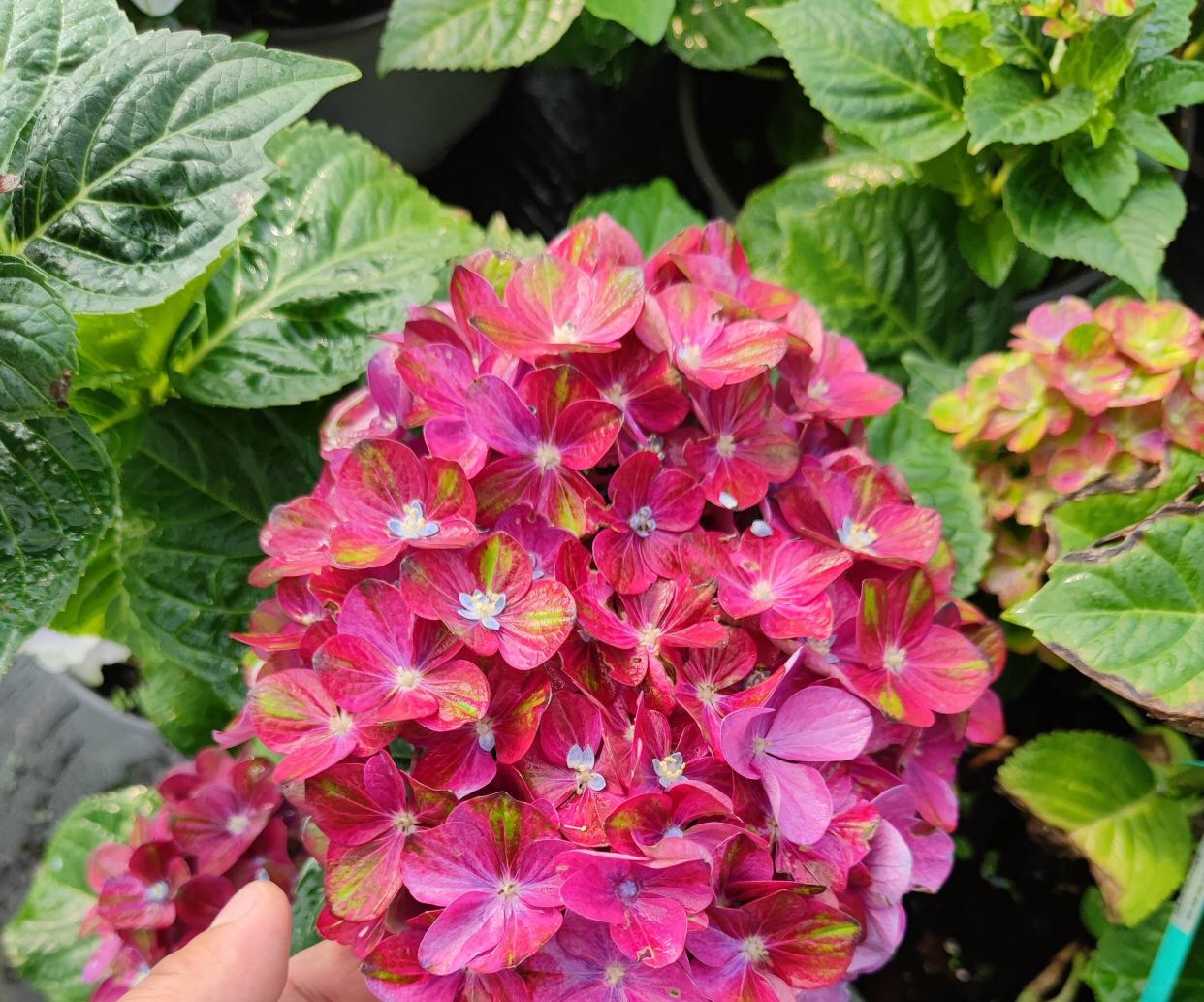 绣球花怎么才能养好