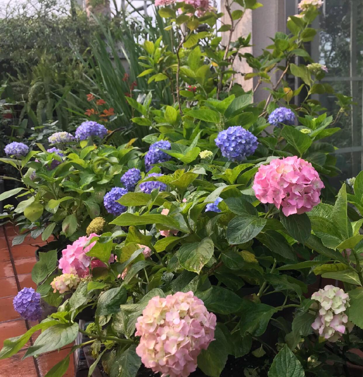 绣球花怎么才能养好