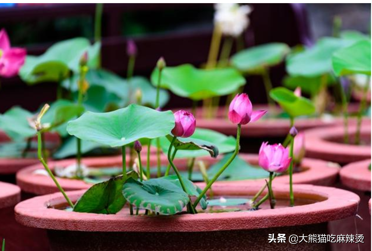 盆栽荷花注意事项有哪些