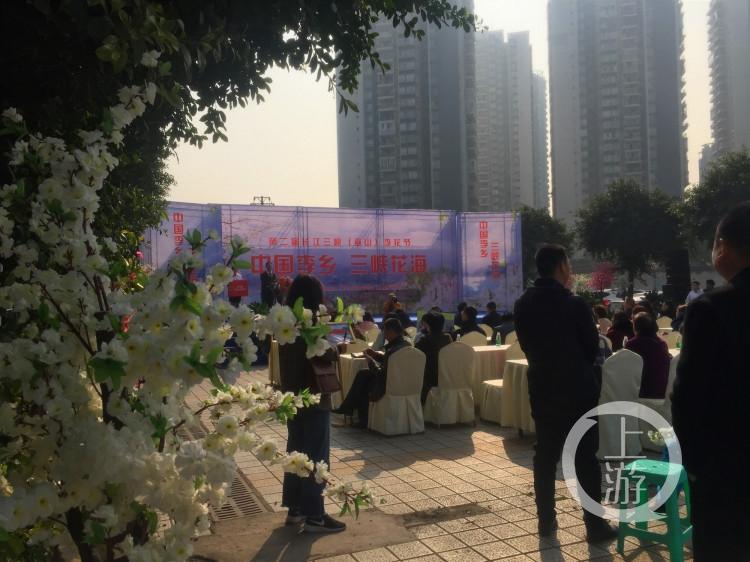李花什么时候开(李花从开花到结果的时间)