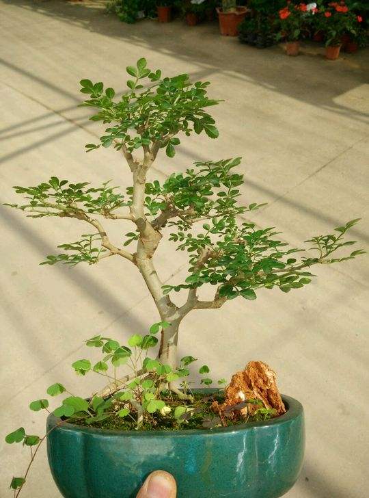 白蜡树几月开花有蜜吗(白蜡树养护方法)