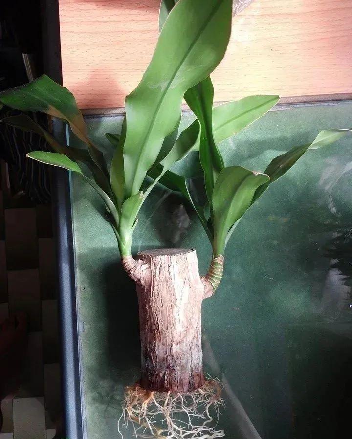 巴西木开花什么样(关于巴西木盆栽的养殖方法)