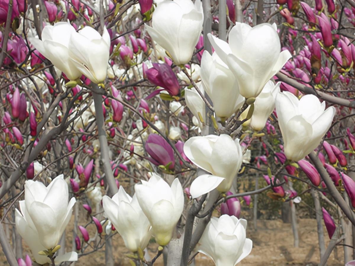 木兰花的花语与寓意是什么(详解木兰科植物特点)